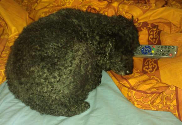 tv-hund